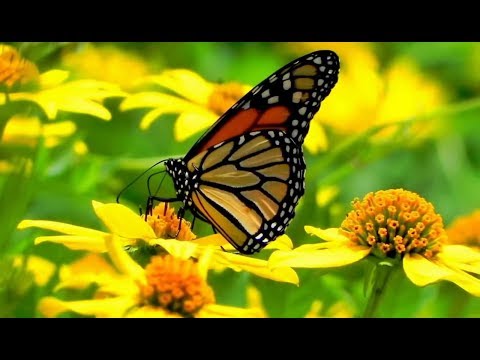 Czesław Niemen - Little Wing