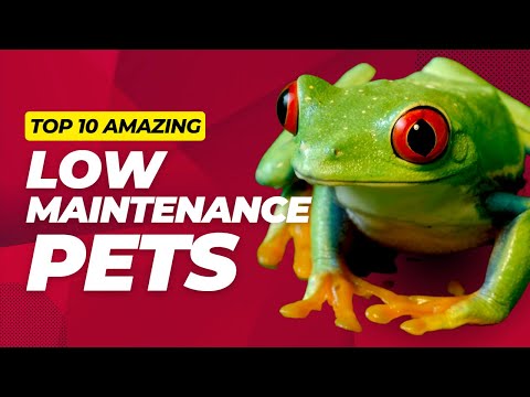 Top 10 Low Maintenance Pets You'll Love
