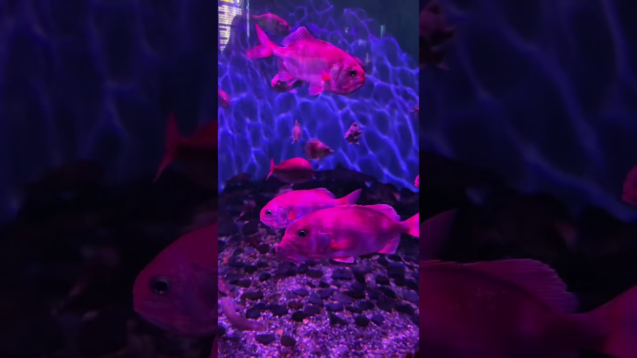 YouTube Short thumbnail