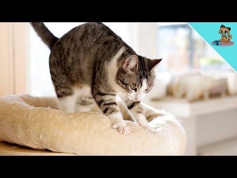 Why do cats knead? THE explanation for this strange habit