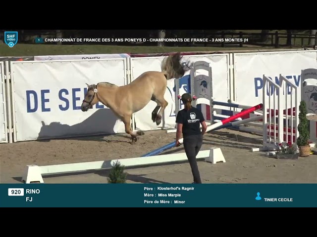 Caballo castrado Fjord En venta 2022 Isabelo