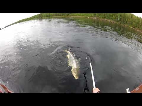 Torniojoen suuri lohi 2018