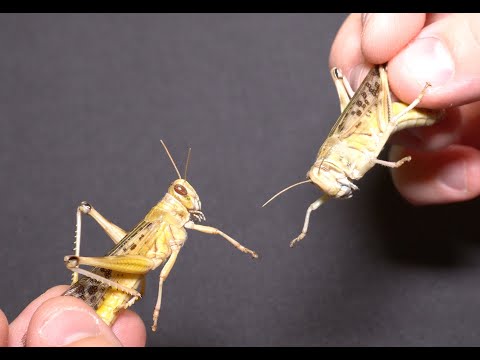 Wann und wie leben Heuschrecken (Wüstenheuschrecken Schistocerca gregaria) länger