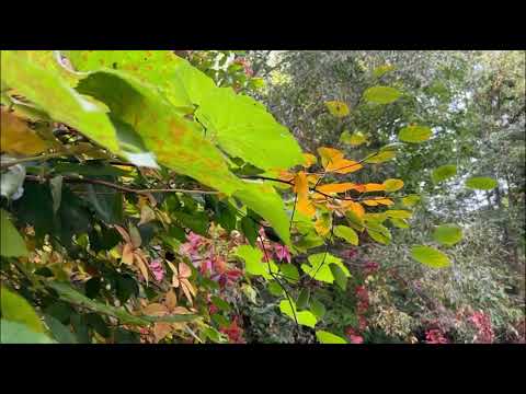 DR. Petar Garjajeva Matrica ZDRAVLJA- 432Hz