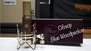 Video thumbnail for Blue Woodpecker. Обзор by UNITED MUSIC LLC