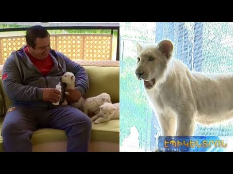 Գ.Ծառուկյանը եզակի ցեղատեսակի Սիմբա սպիտակ առյուծին նվիրեց Կենդաբանական այգուն