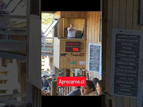 Ferias Araucanía - Freites 26/03/2026 Terneros crianza #aprocarne