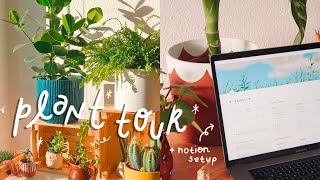 Beginner Houseplant Tips | How I use notion to take care of my plants (free template)