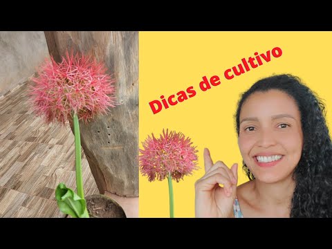 Estrela de natal como cultivar