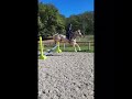 Rare:jument 5ans palomino top origines dressage/jumping