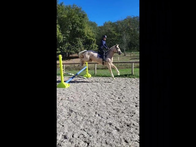 Rare:jument 5ans palomino top origines dressage/jumping
