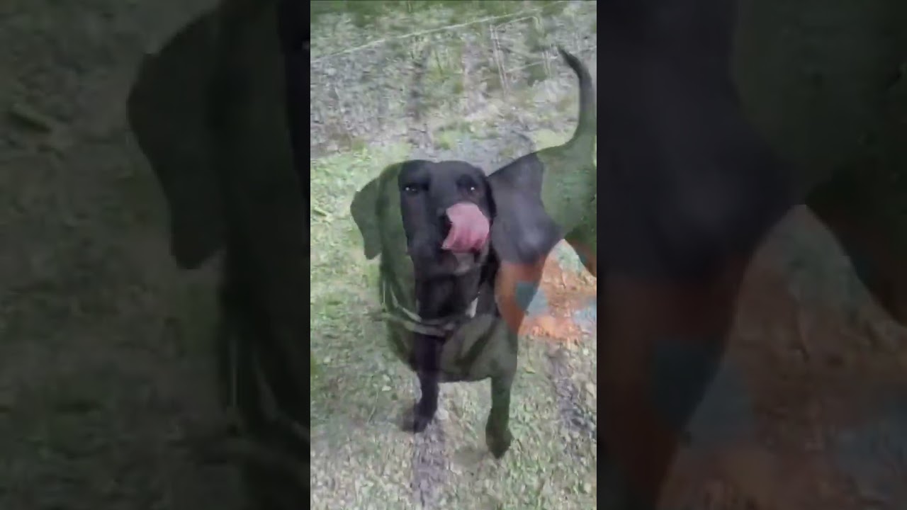 Beth, a ADOPTABLE mixed breed in Shippenville, PA video 6/6