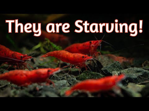 10 MUST FEED Foods for Your Shrimp 🦐