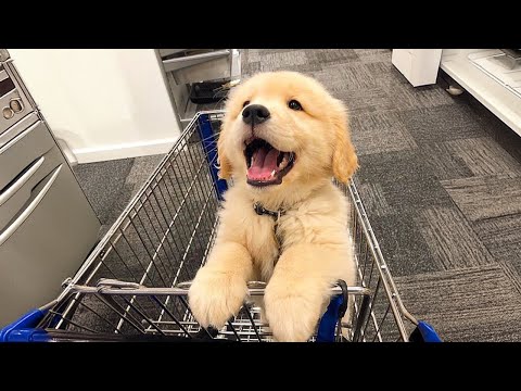 Les chiots les plus mignons nous font rire quoi qu'il arrive !