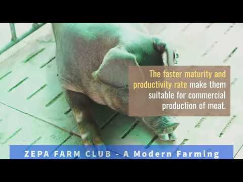 , title : 'Berkshire Pig Breed: Origin, Characteristics & Uses'