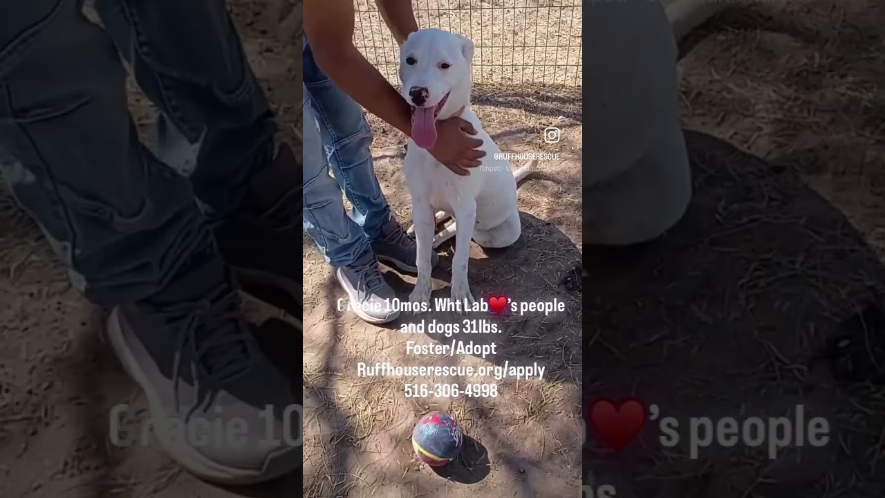 Grace, a Adoptable Labrador Retriever in West Islip, NY video 6/6
