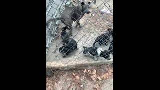 Barbet Puppies Videos