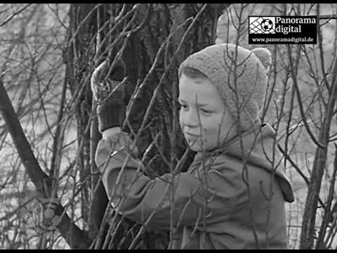 Gutes Spiel, leider fehlten die Tore! SC Karl Marx Stadt-SC Motor Jena 0:0, 12. Spieltag 1963/64