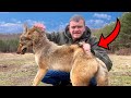 Coyotes Are Everywhere So Let S Go Trap Them