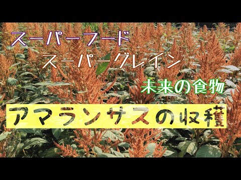 球状アマランサス 植物