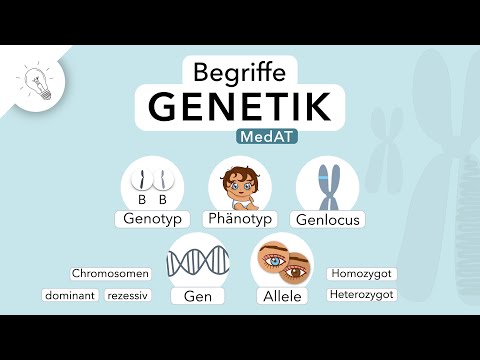 Genetik: Begriffe einfach erklärt | MedAT | Biologie