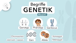 Genetik: Begriffe einfach erklärt | MedAT | Biologie