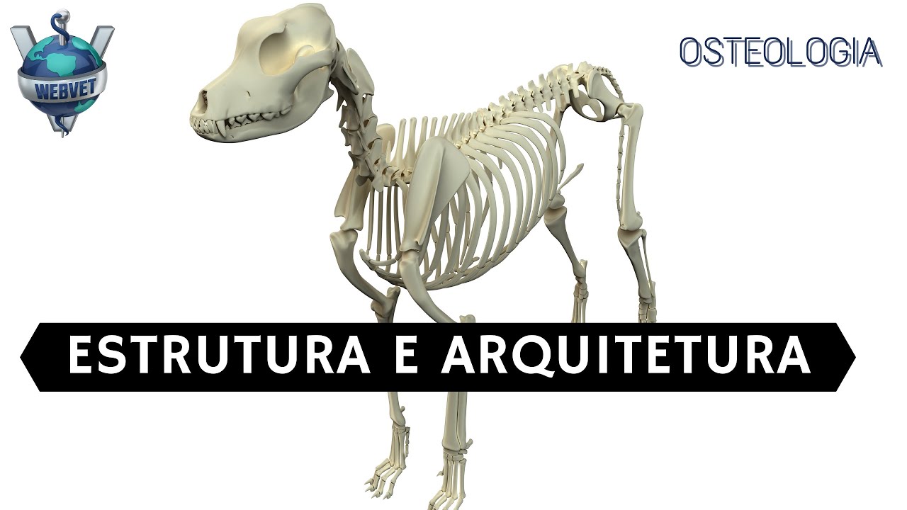 Estrutura e Arquitetura Óssea | WEBVET