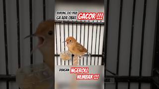 Download lagu Burung Cici Padi Suara Jernih & Variasi Gacor Panjang🎶| #Shorts #burung #kicaumania #masteranjernih mp3