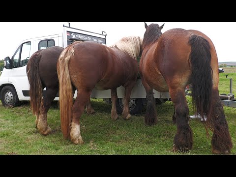 Caii lui Anghel de la Bulgăruș - Timiș 2022