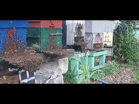 siła pszczół 17 września 2021