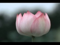 Oliver Shanti & Friends - Tara Shakti Mantra 