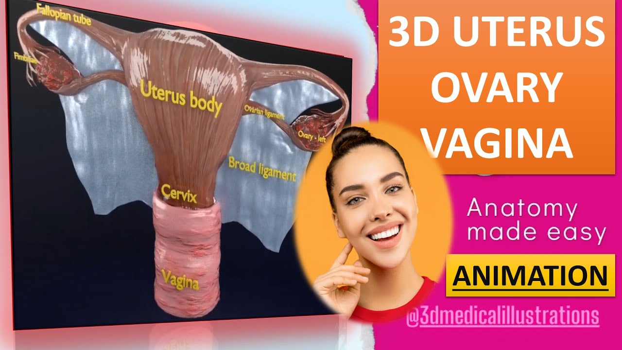 Uterus 3D Model