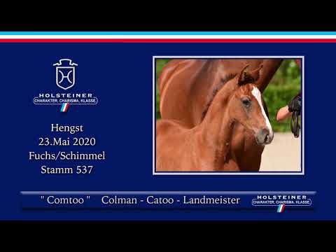 Holsteiner Elite-Fohlenauktion | Nr. 59 v. Colman - Catoo