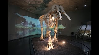 3 bin 500 yıllık iskeleti görmeye gelenlerin sayısı her geçen gün artıyor