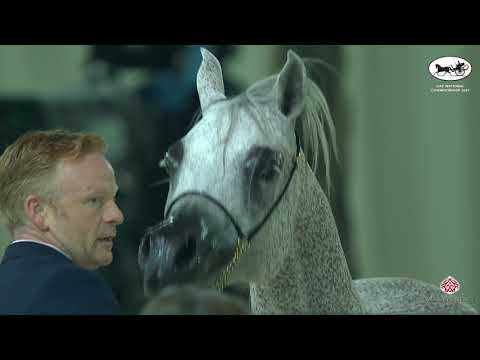 UAE National Championship 2021  Class SMC