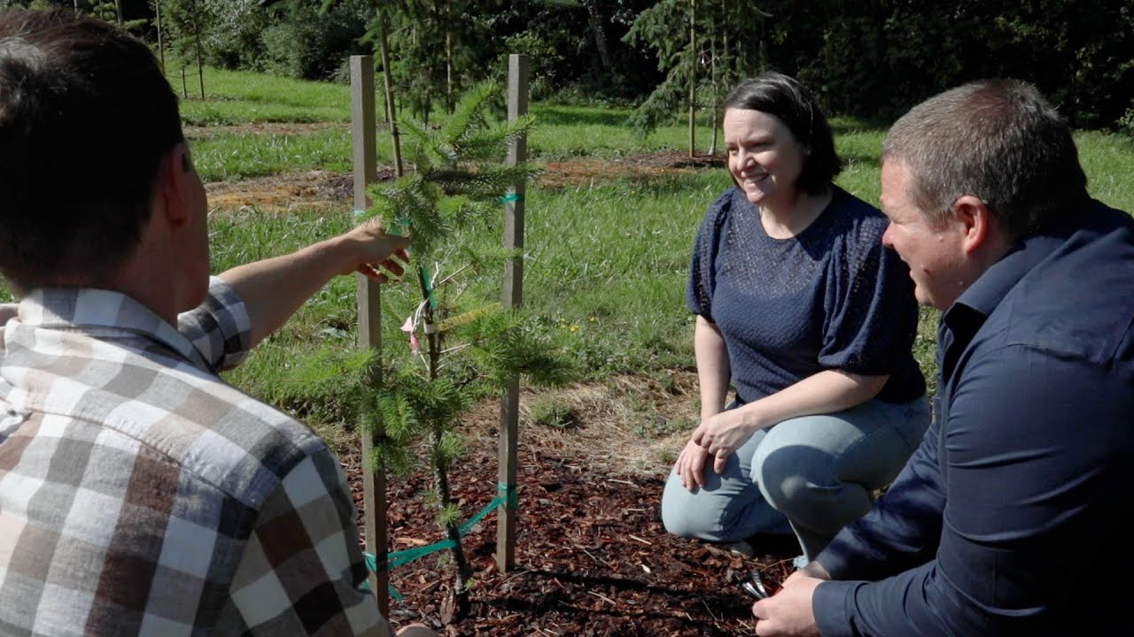 Forest Carbon Initiative Modelling for Sustainable Forest Management