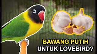 Download lagu Manfaat BAWANG PUTIH Untuk LOVEBIRD dan Cara Pemberiannya mp3