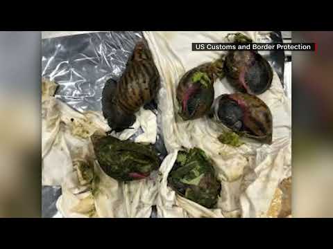 Customs officers confiscate 6 illegal giant snails at Michigan airport