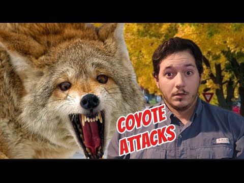 When Coyotes kill people