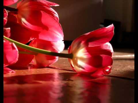 Cigani Ivanovici - ljuba