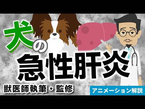 犬の肝不全 - 症状と治療法