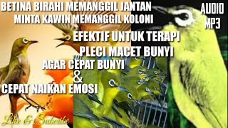 Download lagu PLECI BETINA MEMANGGIL JANTAN & KOLONI || EFEKTIF UNTUK TERAPI PLECI MACET BUNYI/CEPAT NAIKAN EMOSI mp3 Download lagu PLECI BETINA MEMANGGIL JANTAN & KOLONI || EFEKTIF UNTUK TERAPI PLECI MACET BUNYI/CEPAT NAIKAN EMOSI mp3