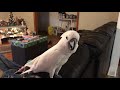 Cussing Cockatoo