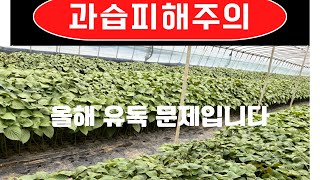 문제의 현장 라이브 “하우스 들깨가 죽어가요“ 과습의 문제인가? 토양 관리의 문제인가?