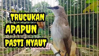 Download lagu Suara burung trucukan gacor memanggil lawan Pancingan trucuk betina memanggil jantan agar bunyi mp3