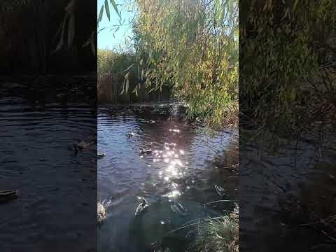 Уточки. Солнце. Волшебно ✨✨ Природа, Красота.
