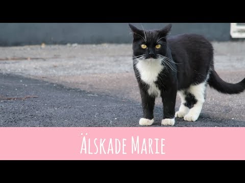 MARIE HAR FLYTTAT TILL KATTHIMLEN ♡