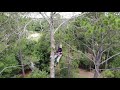 Tree Removal -   Brian & Jose