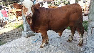 Download lagu SAPI PEDET JUMBO SIMENTAL SUPER TEBAL | PASAR DIMORO BLITAR JAWA TIMUR mp3 Download lagu SAPI PEDET JUMBO SIMENTAL SUPER TEBAL | PASAR DIMORO BLITAR JAWA TIMUR mp3