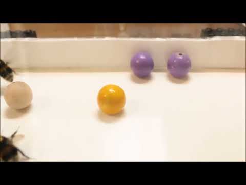 bumbles bees can 'play' like animals, new study shows